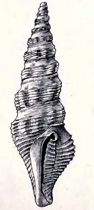 Compsodrillia acestra