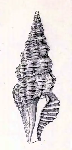 Compsodrillia eucosmia