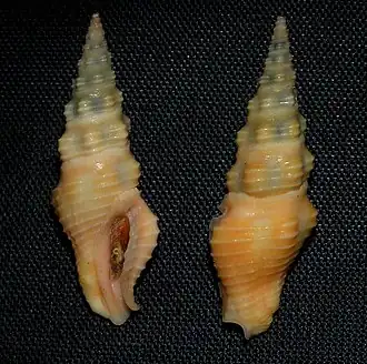 Compsodrillia excentrica