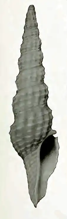 Compsodrillia petersoni