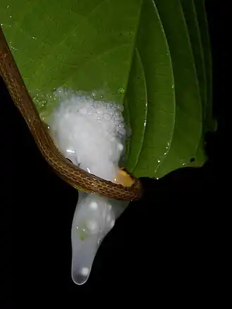 De gladde slang Compsophis laphystius eet de eieren van de Guibemantis depressiceps (familie Mantellidae).