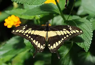 Papilio cresphontes