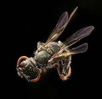 Conanthalictus conanthi