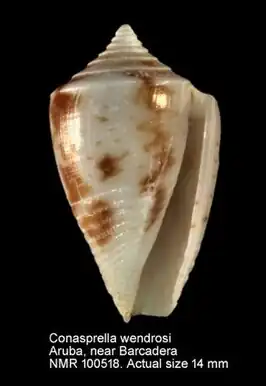 Conasprella wendrosi