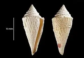 Conasprella howelli