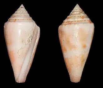 Conasprella mindana