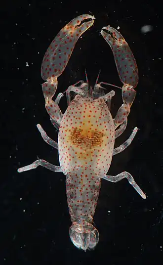 Conchodytes meleagrinae