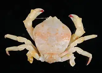 Conchoecetes intermedius
