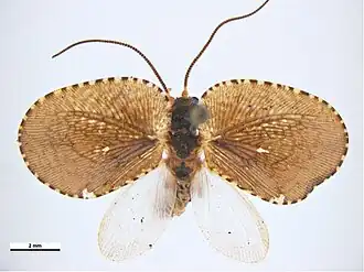 Conchopterella maculata