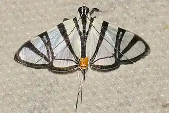 Conchylodes nolckenialis