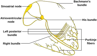 Geleidingssysteem van het hart