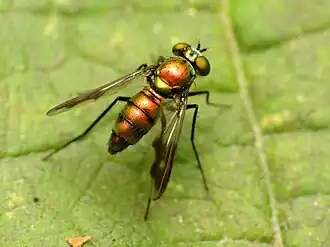 Condylostylus patibulatus