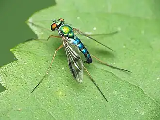 Condylostylus brimleyi