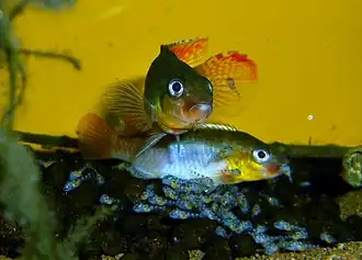 Congochromis sabinae