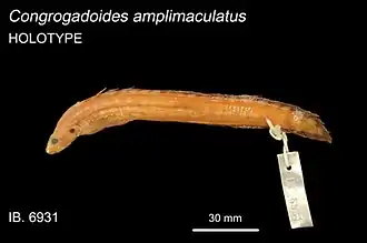Congrogadus amplimaculatus