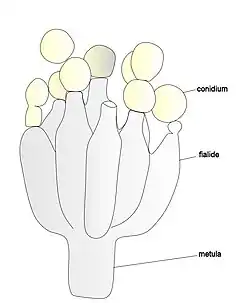 Conidiofoor van een Penicillium-soort