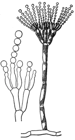 Conidiën op een conidiofoor