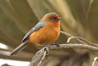 Roodbrauwspitssnavel