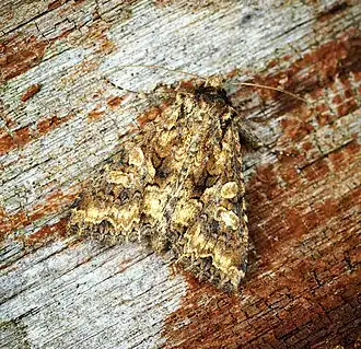 Conisania andalusica