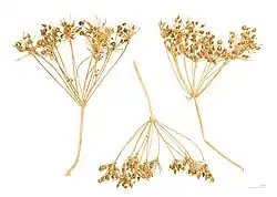 Carpoforen (vruchtdragers)