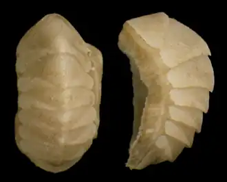 Connexochiton platynomenus