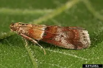 Acrobasis repandana