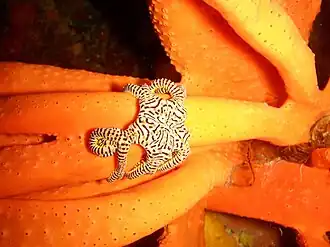 Conocladus australis