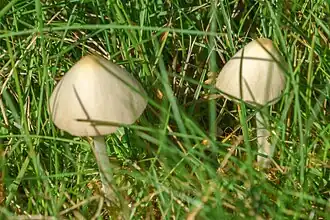 Izabelkleurig breeksteeltje