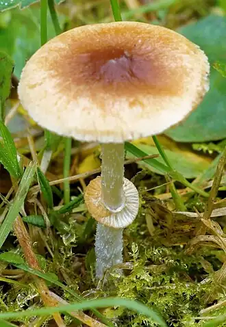 Geringd breeksteeltje