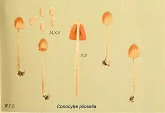 Berijpt breeksteeltje