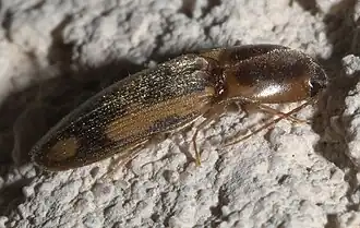 Conoderus vespertinus