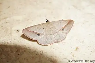 Conolophia conscitaria