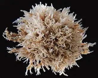 Conopeum chesapeakensis