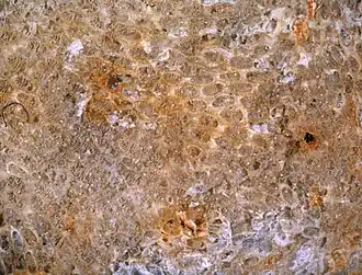 Conopeum tenuissimum