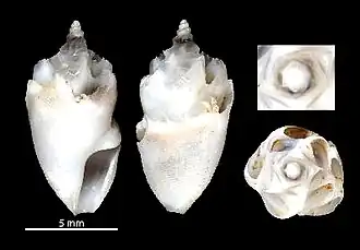 Conopleura latiaxisa