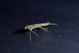 Conopomorpha cyanospila