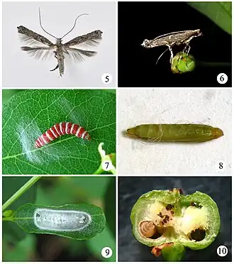Conopomorpha flueggella