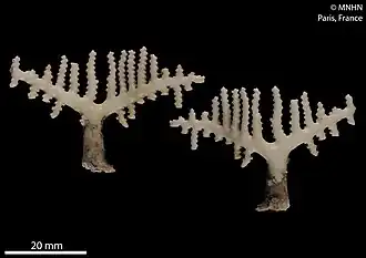 Conopora candelabrum