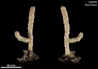 Conopora tetrastichopora