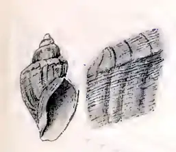 Conorbela antarctica