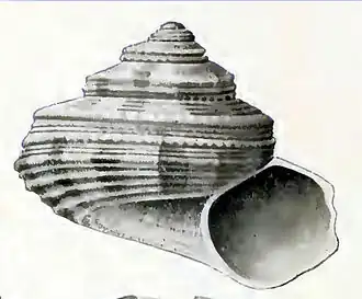 Conotalopia henniana