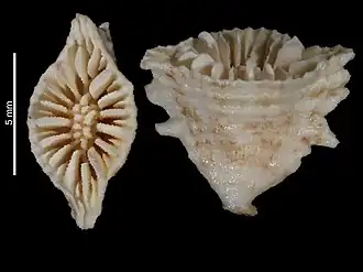 Conotrochus asymmetros