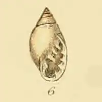 Meertandig muizenoortje