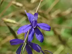 De bloemen van de wilde ridderspoor (Consolida regalis)