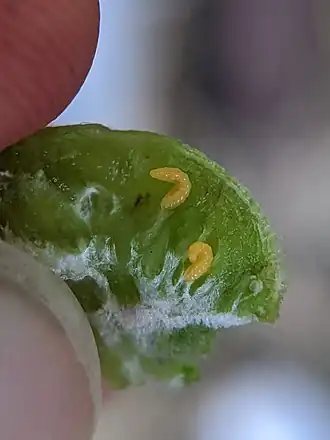 Contarinia negundinis