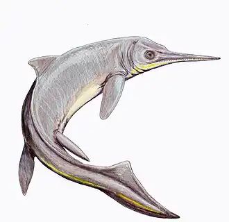 Contectopalatus