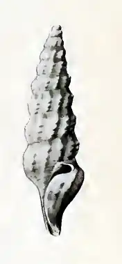 Conticosta petilinus