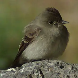 Westelijke bospiewie