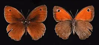 Egeïsch bruin zandoogje