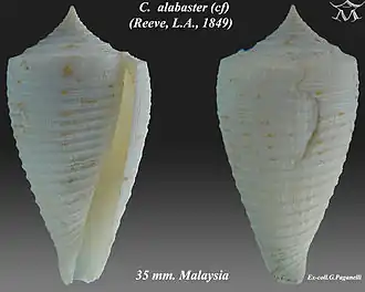 Conus alabaster